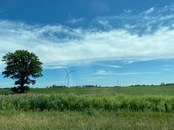 Crops rise on a hot summer day. July 4, 2020 Photo by Melanie Irwin 